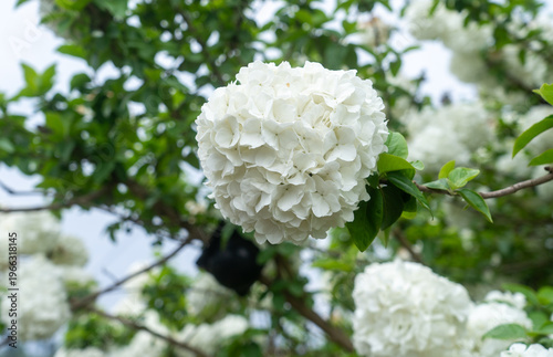 The beautiful spring in Chongqing