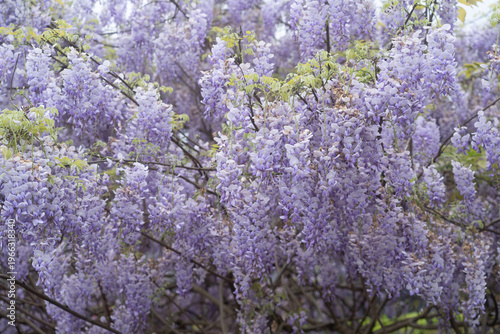 The beautiful spring in Chongqing