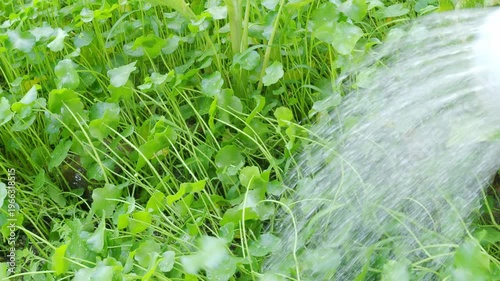Farmer pouring  centella asiatica fresh background, farmer watering herb organic plant natural green leaf garden, herbal aromatic gotu kola medical for good health.