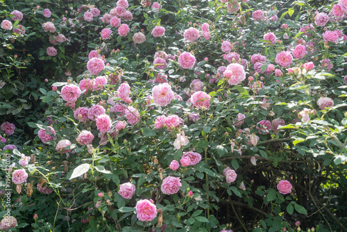 The beautiful spring in Chongqing