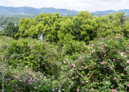 The beautiful spring in Chongqing
