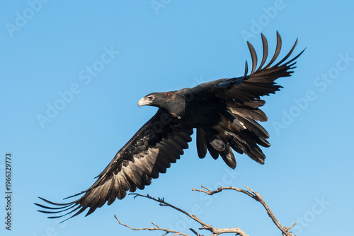 Australian Wedge-tailed Eagle in flight