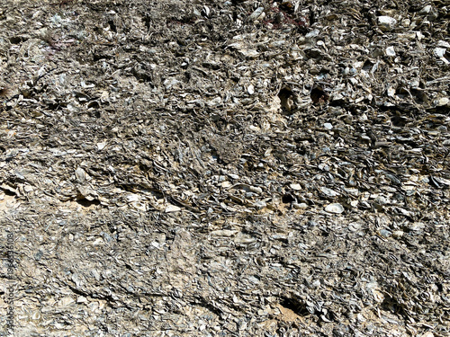 Photos Layers of gray oyster shells are packed tightly together forming a rough texture