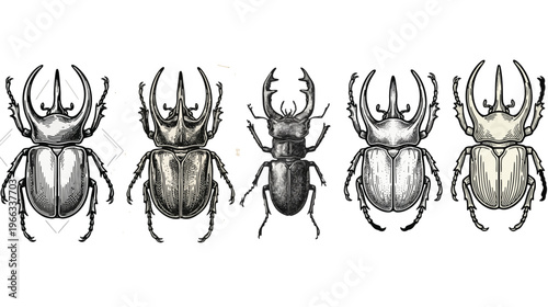 Ornate beetle illustration with decorative tribal elements in detailed vintage style.