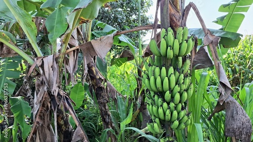 Green Unripe Banana Bunch on Tree Musa Acuminata in Tropical Garden Agriculture Farm Concept Healthy Organic Food Growth and Sustainable Farming Background Wide Angle Natural Lighting