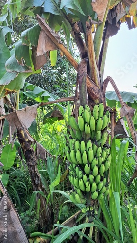 Green bananas bunch on tree Musa acuminata tropical garden agriculture close up realistic photography outdoor vertical growth.