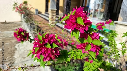 Vibrant pink Bougainvillea spectabilis flowers close up shot in sunlight outdoor garden landscape photography natural summer beauty concept tropical plant growth for wallpaper background image.