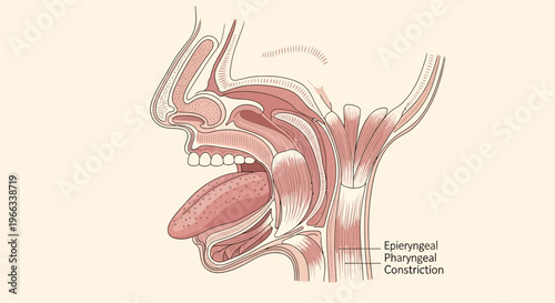 Anatomical Illustration of Human Pharynx and Epiglottis During Swallowing
