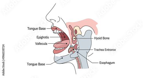 Anatomical Illustration of Human Mouth, Pharynx, and Esophagus