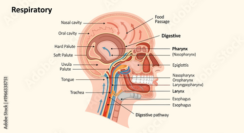 Anatomical Illustration of Human Respiratory and Digestive Systems