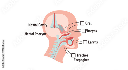 Anatomical Illustration of Human Respiratory and Digestive Tracts