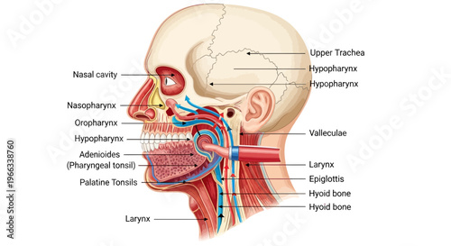 Anatomical illustration of the human head, showing nasal cavity, pharynx, larynx, and hyoid bone.