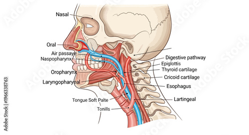 Anatomical Illustration of the Human Respiratory and Digestive Tracts