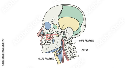 Anatomical illustration of the human head, profile view, showing skull and pharynx