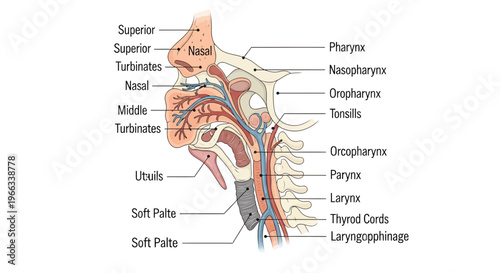 Anatomical Illustration of the Human Nasal Cavity and Pharynx