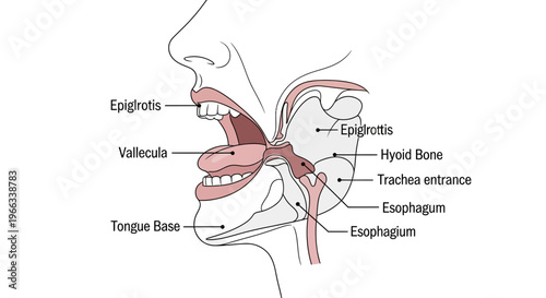 Anatomy of Human Mouth and Throat: Epiglottis, Hyoid Bone, Esophagus