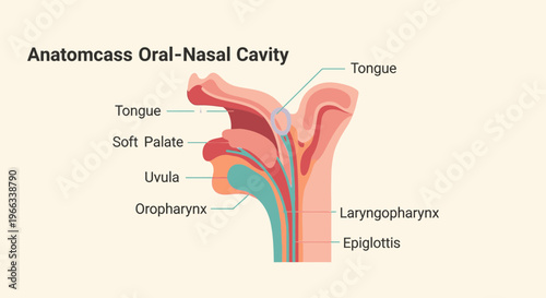 Anatomy of Oral-Nasal Cavity: Tongue, Uvula, Epiglottis, Palate Diagram
