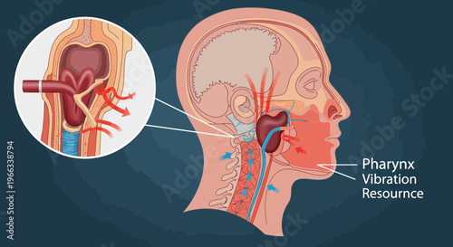 Anatomy of Pharynx Vibration Source in Human Head - Medical Illustration