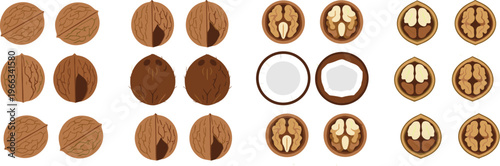 Nut collection set with walnut, coconut and various sliced nut halves detailed food vector illustration