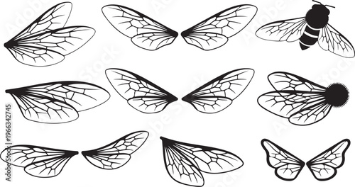 Insect wings and bee illustration set in black lines