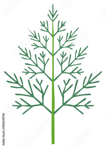 Fresh green dill sprig illustration. Aromatic culinary herb for healthy cooking and seasoning.