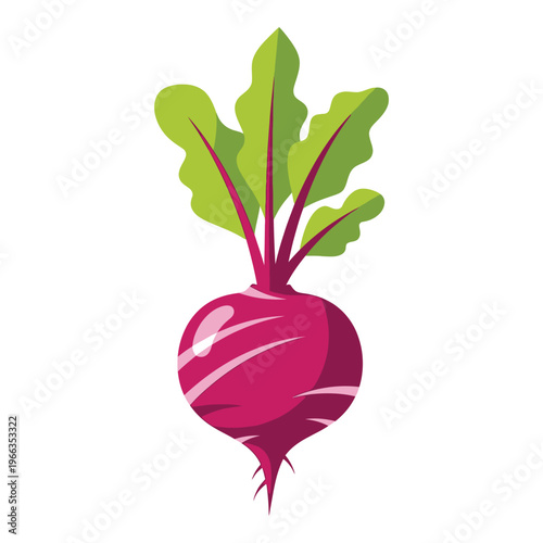 Fresh colorful beetroot with green leaves on top isolated on white background icon