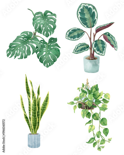 Botanical png watercolor plant set