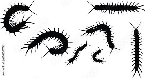 Centipede silhouette collection creepy insect set arthropod bug vector illustration scary crawler venomous animal design isolated elements