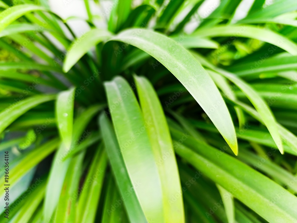 Fototapeta premium Close up of vibrant fresh green plant leaves providing natural background.