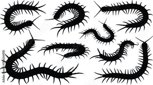Centipede silhouette set insect creepy crawler bug arthropod icon collection vector illustration scary venomous animal design isolated