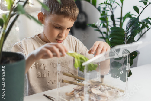 Boy carefully feeds stick insect in home terrarium. Concept of caring for nature, responsibility and learning about insects. Calm indoor environment supports curiosity and observation