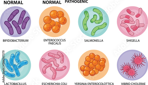 Bacteria Types Comparison Illustration Showing Normal and Pathogenic Microorganisms Including Bifidobacterium, Salmonella, E Coli and Vibrio Cholerae Educational Vector Set