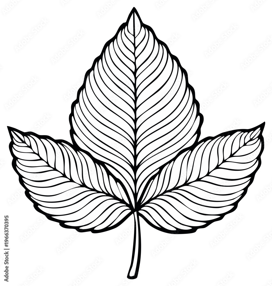 Fototapeta premium Botanical outline drawing of a three-lobed leaf with intricate vein patterns