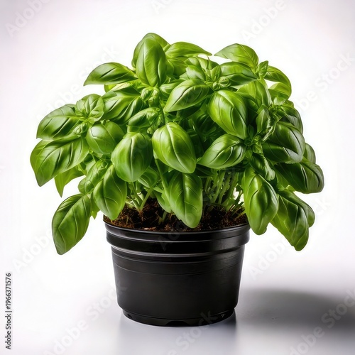 Lush green basil plant in a black pot, white backdrop