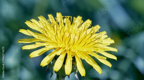 Close-Up Macro Shot of a Vibrant Yellow Dandelion Flower Blooming in Nature
