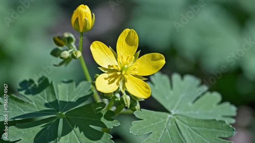 Close-Up of a Vibrant Yellow Flower Blooming in the Sunlight With Green Leaves