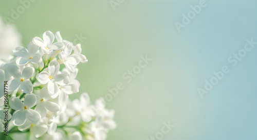 Delicate white lilacs in bloom against a soft gradient background