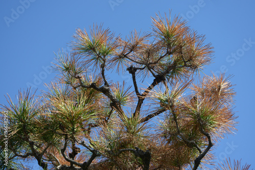 枯れ松葉　松葉