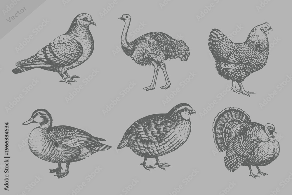 Fototapeta premium Realistic vintage sketch animal set illustration. engraving style Ostrich, Pigeon, Quail, Turkey, Duck, Chicken Hand drawn graphic picture. Digital sketches of animals and bird.