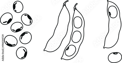 Black and white bean pods and seeds in detailed line drawing vector illustration