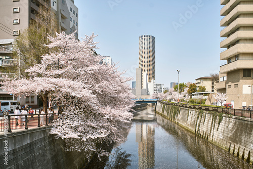 Картината върху платно Cherry blossom season in an urban Japanese park and canal with sakura trees in f