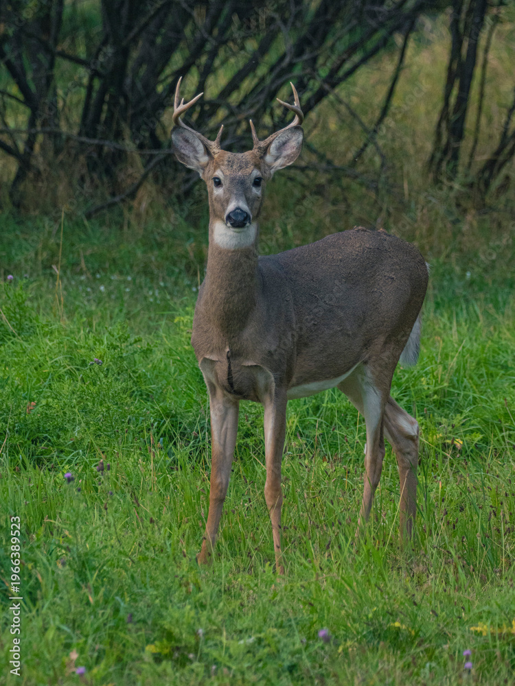 Obraz premium Close view of white tail deer in US.
