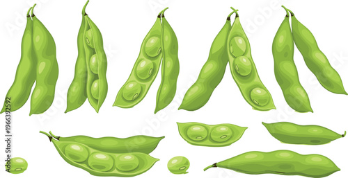 Green pea pods and peas in detailed vector illustration showing anatomy and stages of opening