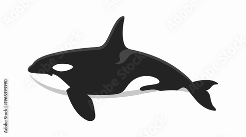 Orca Whale Black White Animal.
