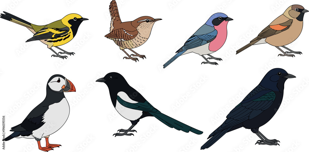 Naklejka premium Wild and woodland birds set including warbler wren finch puffin magpie and raven vector illustration