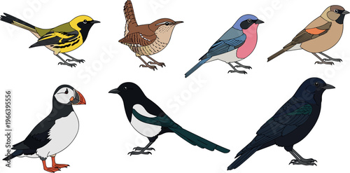 Wild and woodland birds set including warbler wren finch puffin magpie and raven vector illustration