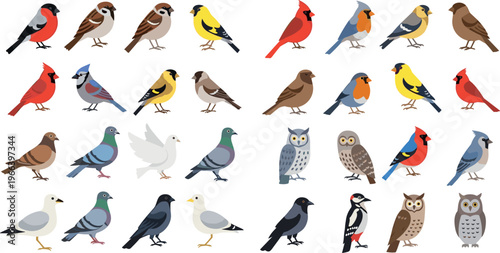Large colorful bird species collection featuring songbirds pigeons owls woodpecker and garden wildlife vector set