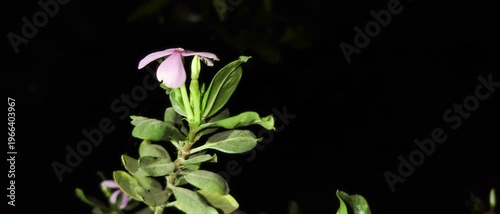 Pink Four O Clock Flowers video with Black background.