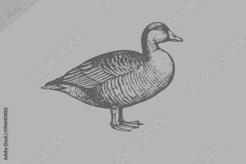 Duck in engraving or woodcut style illustration. Realistic Duck Bird in engraving style. Vector retro illustration. vintage style Duck.