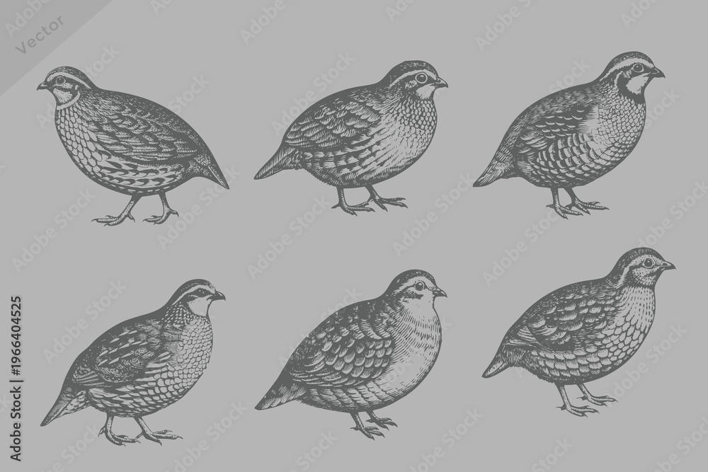 Obraz premium engraving style Quail illustration. vintage style Quail vector